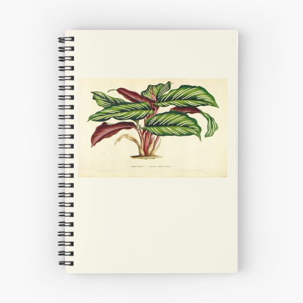 Item preview, Calathea ornata - Botanical illustration designed and sold by chimakingthings.