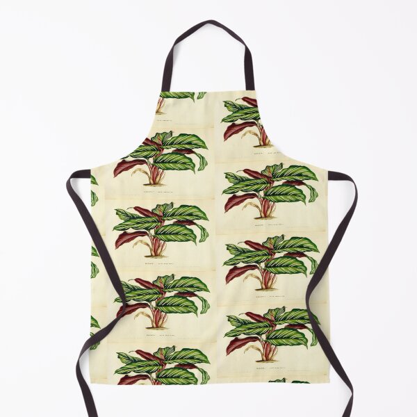 Item preview, Calathea ornata - Botanical illustration designed and sold by chimakingthings.