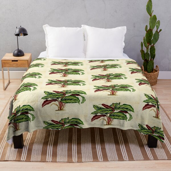 Item preview, Calathea ornata - Botanical illustration designed and sold by chimakingthings.