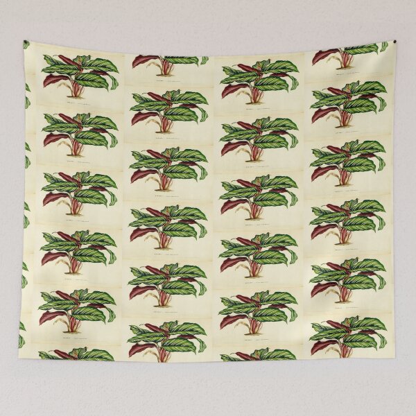 Item preview, Calathea ornata - Botanical illustration designed and sold by chimakingthings.