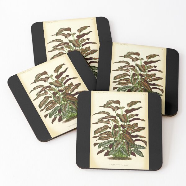 Item preview, Copy of Calathea ornata - Botanical illustration designed and sold by chimakingthings.