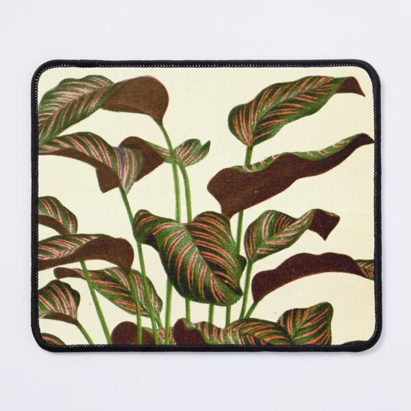 Item preview, Copy of Calathea ornata - Botanical illustration designed and sold by chimakingthings.