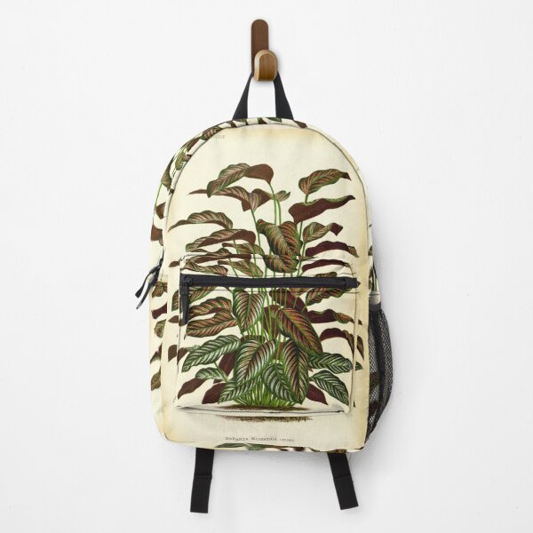 Item preview, Copy of Calathea ornata - Botanical illustration designed and sold by chimakingthings.
