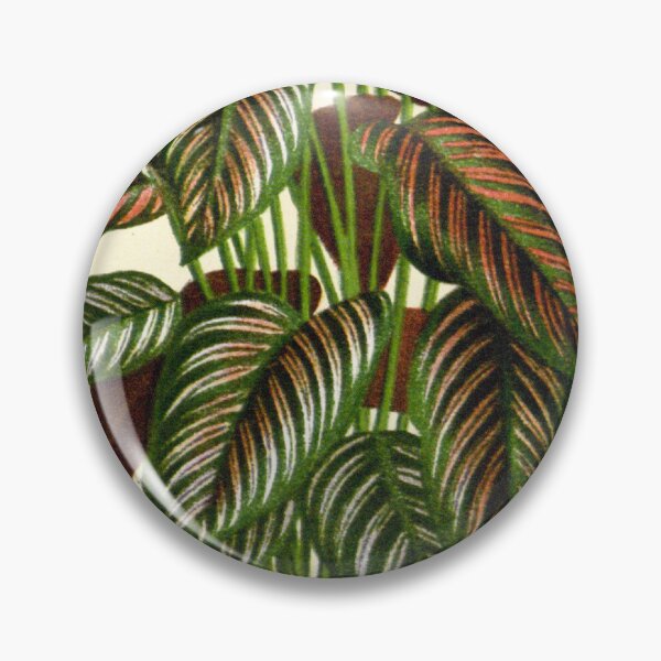Item preview, Ejemplar de Calathea ornata - Ilustración botánica designed and sold by chimakingthings.