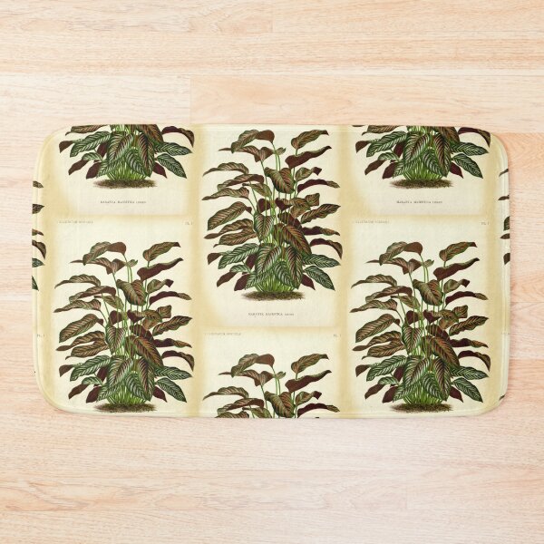 Item preview, Copy of Calathea ornata - Botanical illustration designed and sold by chimakingthings.