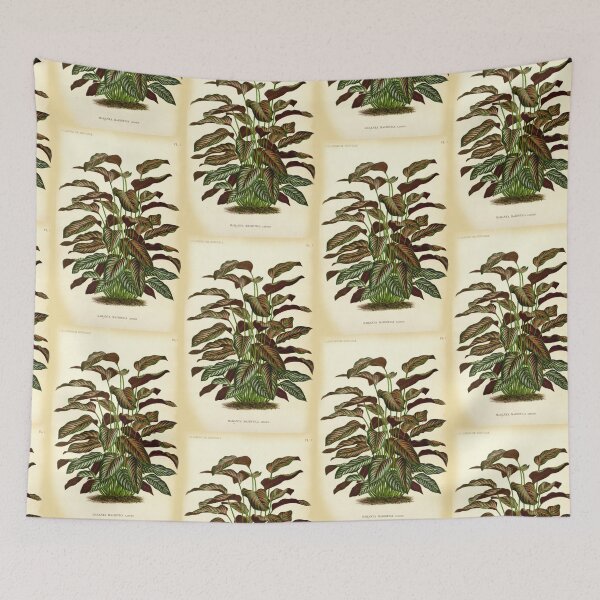 Item preview, Copy of Calathea ornata - Botanical illustration designed and sold by chimakingthings.