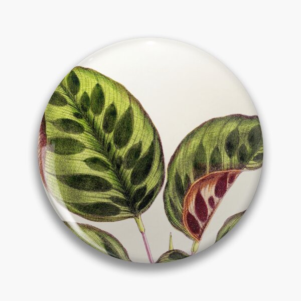 Item preview, Calathea makoyana - Ilustración botánica designed and sold by chimakingthings.