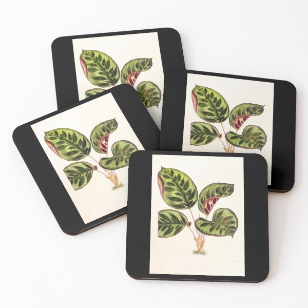 Item preview, Calathea makoyana - Botanical illustration designed and sold by chimakingthings.