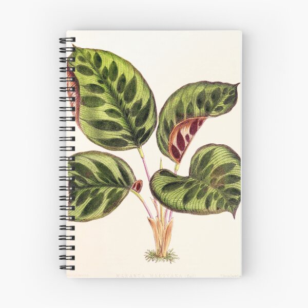 Item preview, Calathea makoyana - Botanical illustration designed and sold by chimakingthings.