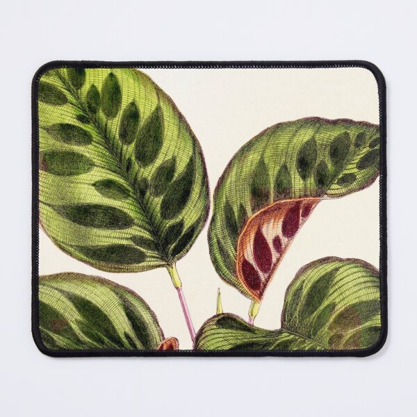 Item preview, Calathea makoyana - Botanical illustration designed and sold by chimakingthings.