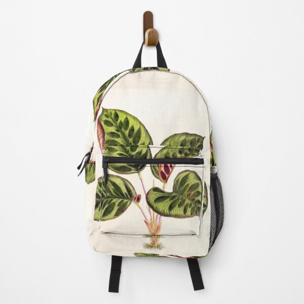 Item preview, Calathea makoyana - Botanical illustration designed and sold by chimakingthings.