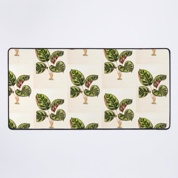 Item preview, Calathea makoyana - Botanical illustration designed and sold by chimakingthings.