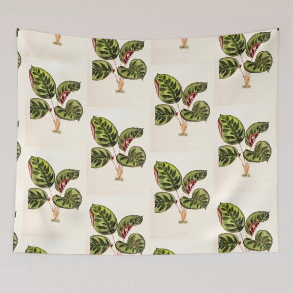 Item preview, Calathea makoyana - Botanical illustration designed and sold by chimakingthings.