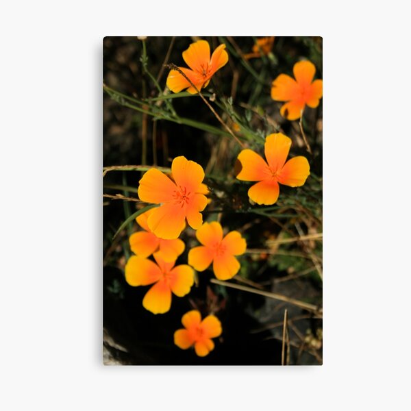Item preview, Sunshine on a stalk designed and sold by AnnaKT.