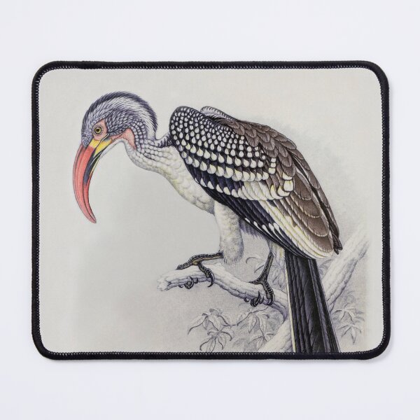 Item preview, Red-billed Hornbill (Tockus erythrorhynchus) Painting by Finch-Davis designed and sold by TheCurators.