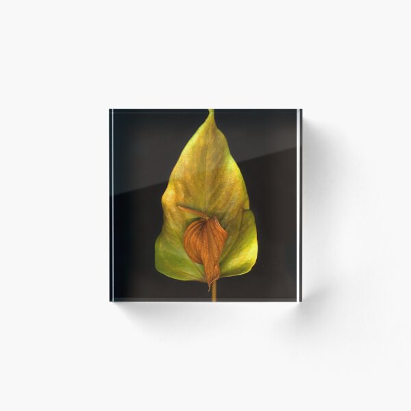 Artikelvorschau, Anthurium und Blatt entworfen und verkauft von Barbara E Wyeth.