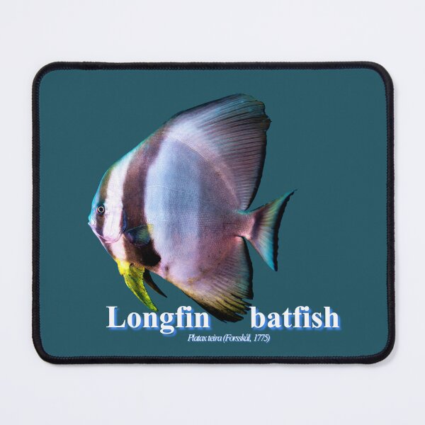 Item preview, Longfin batfish designed and sold by tank200bar.