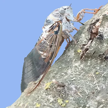 Artwork thumbnail, Cicada Insect Vector by taiche