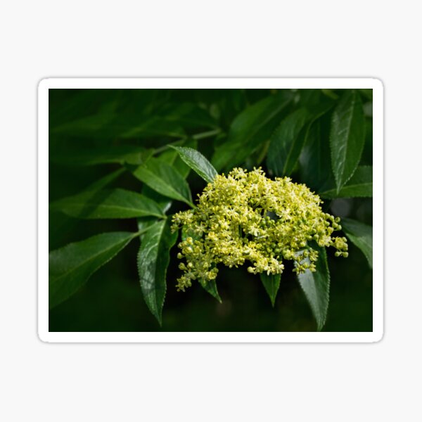 Mexican elderberry bloom Sticker