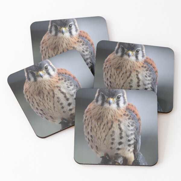 Item preview, American Kestrel designed and sold by MADowdPhotos.