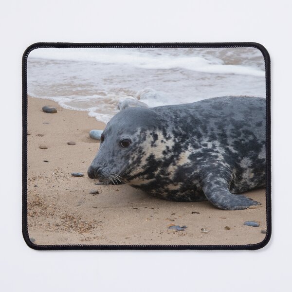 Item preview, Grey seal on the shore designed and sold by cdkphotos.
