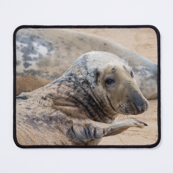 Item preview, Waving seal pup designed and sold by cdkphotos.