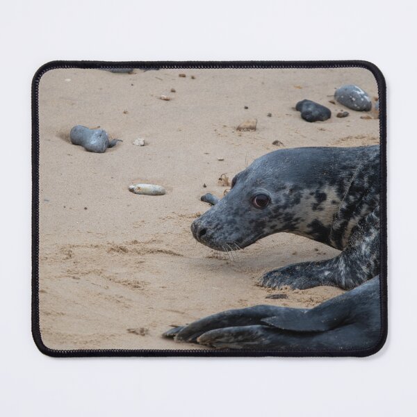 Item preview, Grey seal on the beach designed and sold by cdkphotos.
