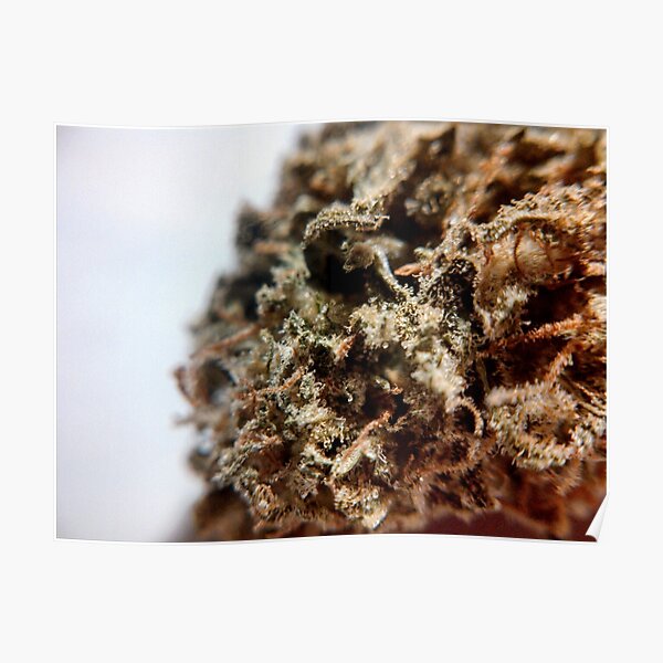 "Super Silver Haze" - Outdoor Nug Poster