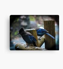 Stellar Jays on a drizzly afternoon Canvas Print