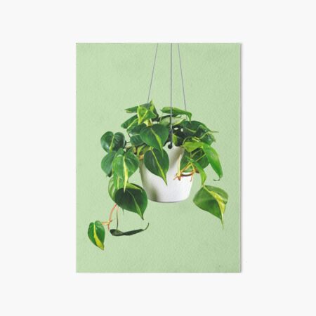 Satin Pothos  Plant Addicts