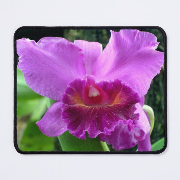 Item preview, Purple Cattleya designed and sold by Rainy.