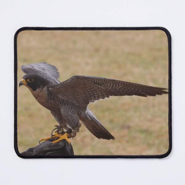 Item preview, Peregrine Falcon designed and sold by MADowdPhotos.