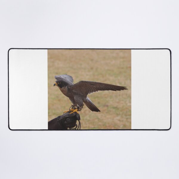 Item preview, Peregrine Falcon designed and sold by MADowdPhotos.