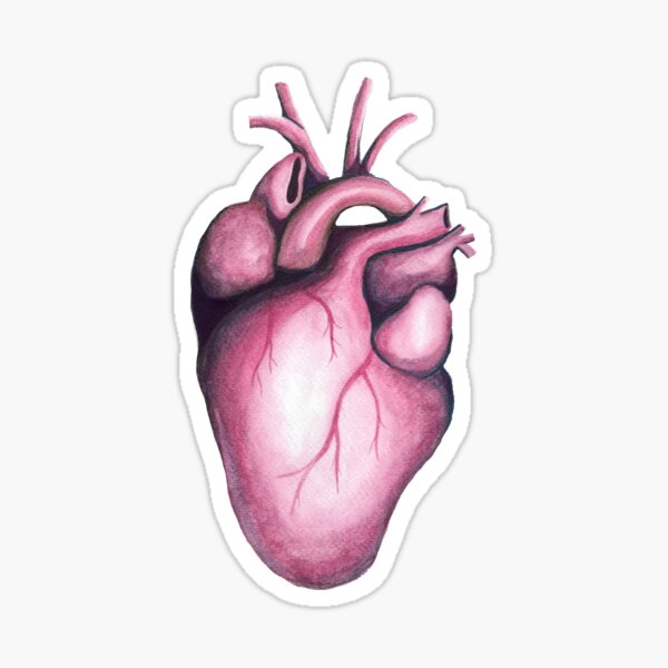 Anatomical Heart Sticker For Sale By Christinaashman Redbubble 7113