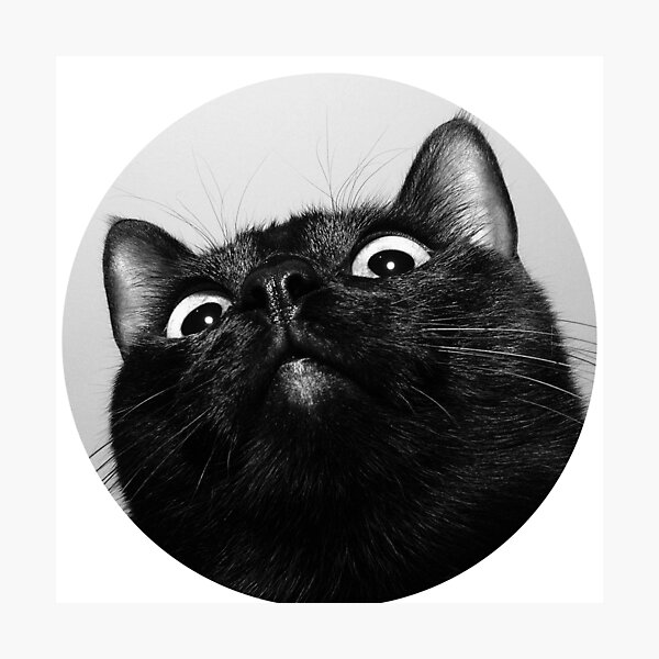 Cat Pfp , Funy cat Photographic Print for Sale by GaliaTati