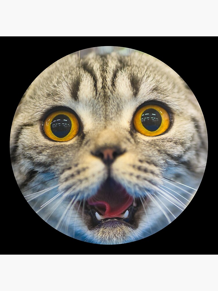 Angry Cat Kitten Meme pfp Profile Picture Funny