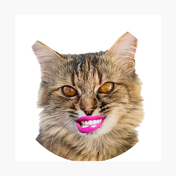 Cat Pfp , Funy cat Photographic Print for Sale by GaliaTati