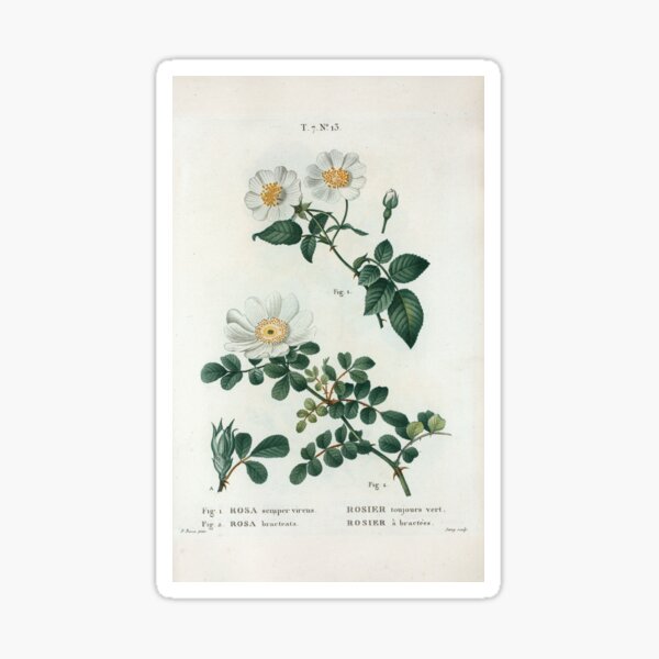 Traité des Arbres et Arbustes 0188 Fig 1 Rosa semper virens Rosier toujours vert Fig 2 Rosa bracteata rosier à bractées Ever green rose Macartney ros Sticker