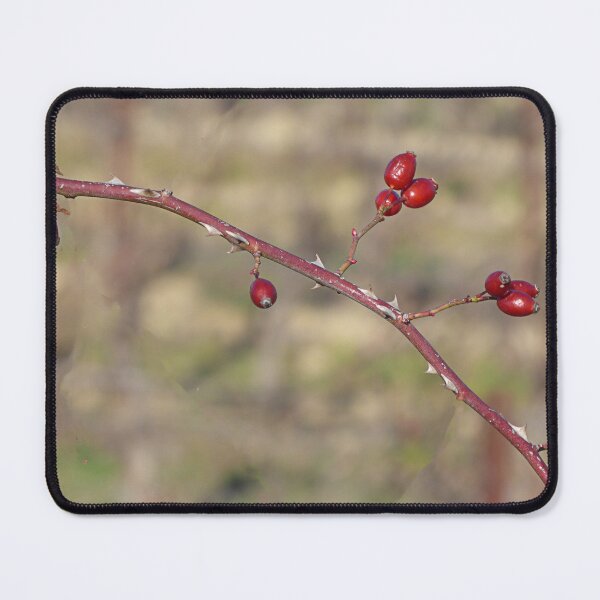 Item preview, Rose hips. designed and sold by Paul Pasco.