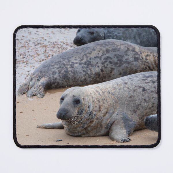 Item preview, Horsey Gap seals on the beach designed and sold by cdkphotos.