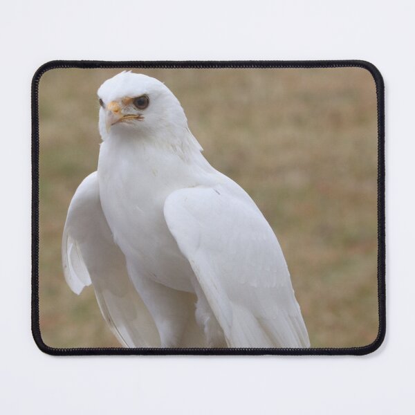 Item preview, Leucistic Red-Tailed Hawk designed and sold by MADowdPhotos.