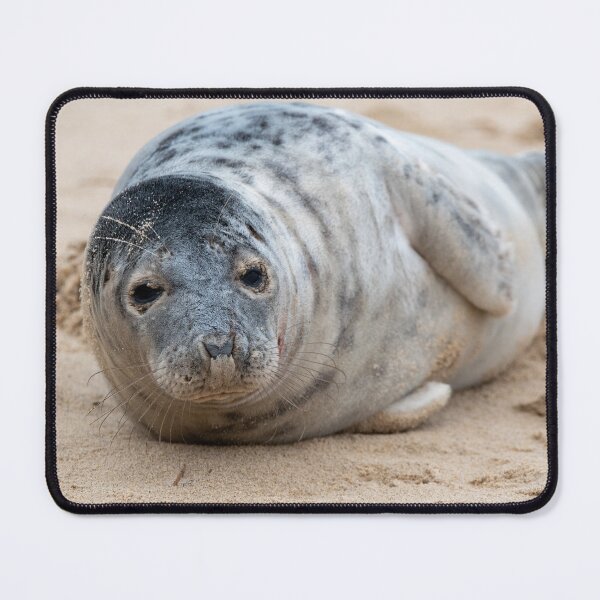 Item preview, Relaxing grey seal pup designed and sold by cdkphotos.