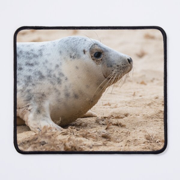 Item preview, Seal on the beach designed and sold by cdkphotos.