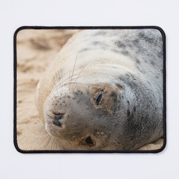 Item preview, Sleeping grey seal designed and sold by cdkphotos.