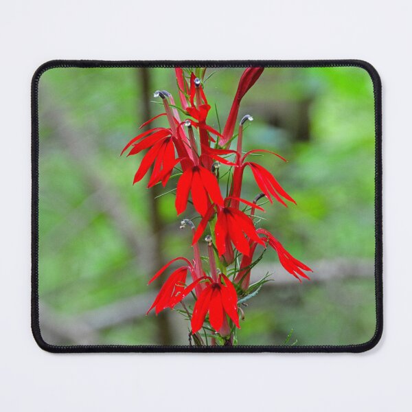 Item preview, Red Cardinal Flower designed and sold by LisaWootenPhoto.
