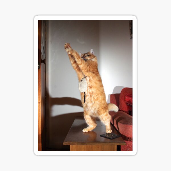 Dancing cat Sticker