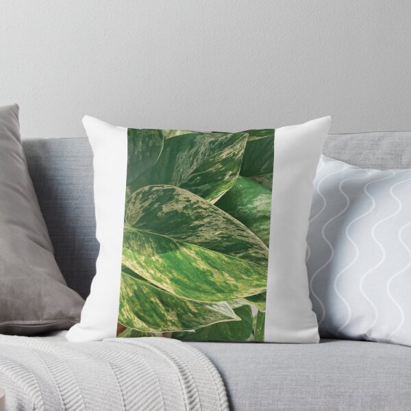 Item preview, Marble Queen Pothos designed and sold by DreamMonstera.