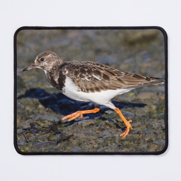 Item preview, Speedy turnstone designed and sold by GreyFeatherPhot.