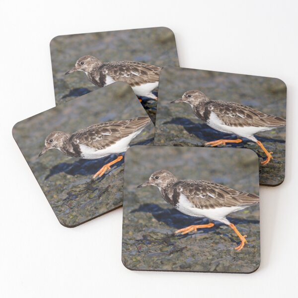 Item preview, Speedy turnstone designed and sold by GreyFeatherPhot.