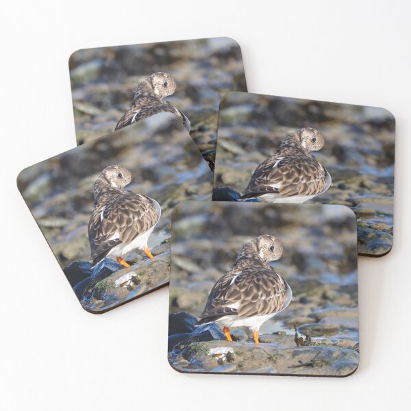 Item preview, Preening turnstone designed and sold by GreyFeatherPhot.